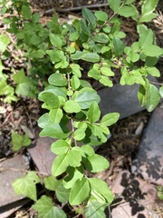 Magnoliopsida