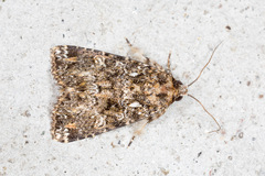 Callopistria latreillei