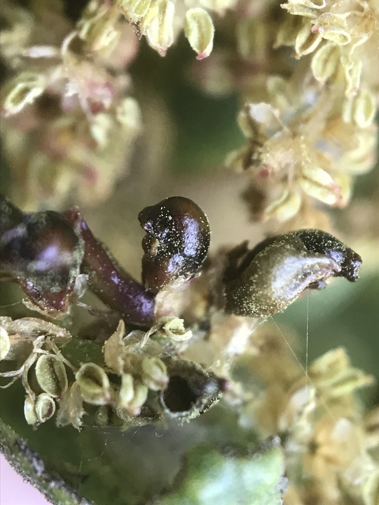 Two-horned Gall Wasp