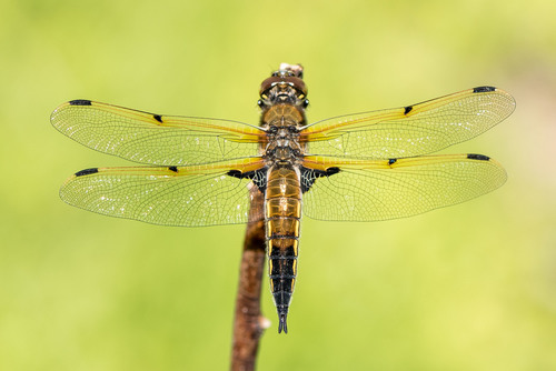 Four-spotted Skimmer, photo 3 of 10