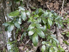 Lonchocarpus glaucifolius