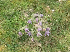 Pulsatilla vulgaris