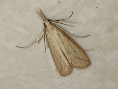 Scirpophaga incertulas