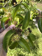 Buxus portoricensis