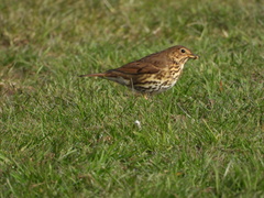 Turdus philomelos