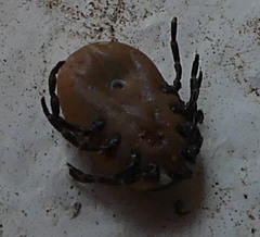 Hyalomma aegyptium