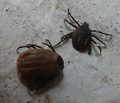 Hyalomma aegyptium