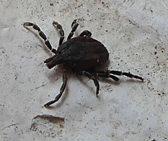 Hyalomma aegyptium