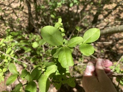 Magnoliopsida