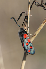 Zygaena rhadamanthus