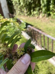 Buxus portoricensis