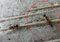 Acrotomus succinctus