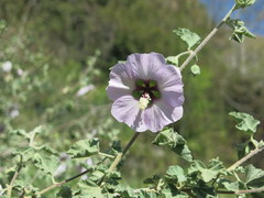 Malva subovata