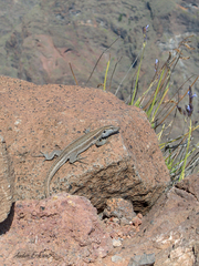 Gallotia caesaris gomerae