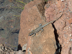 Gallotia caesaris gomerae