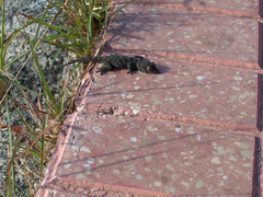 Tarentola gomerensis