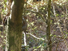 Sciurus carolinensis