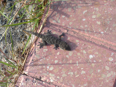 Tarentola gomerensis