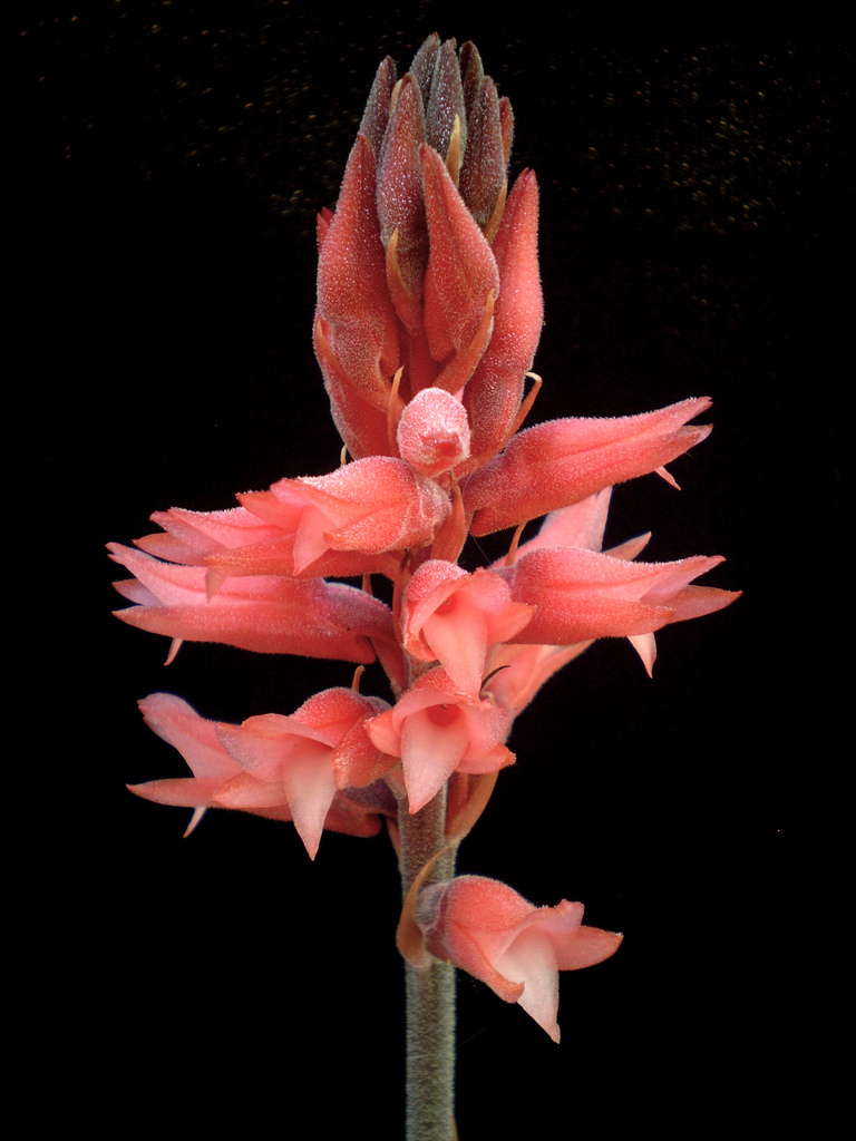Sacoila lanceolata
