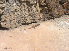 Gallotia caesaris gomerae