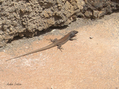 Gallotia caesaris gomerae