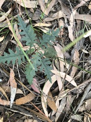 Arrhenechthites mixtus