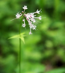 Valeriana pauciflora