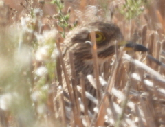 Burhinus