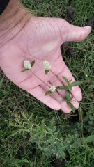 Gomphrena celosioides