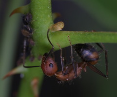 Camponotus nicobarensis