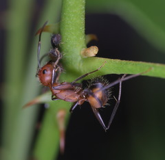 Camponotus nicobarensis