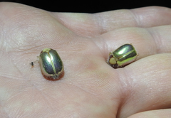 Phytholaema mutabilis