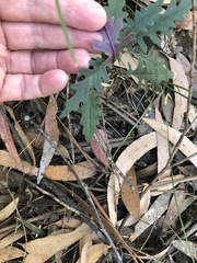 Arrhenechthites mixtus