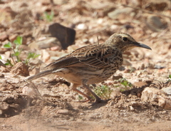 Certhilauda curvirostris brevirostris