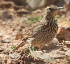 Certhilauda curvirostris brevirostris