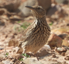 Certhilauda curvirostris brevirostris