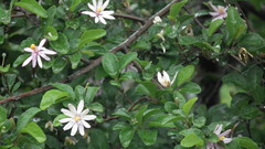 Grewia occidentalis occidentalis