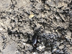 Carabidae