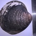 Ocean Quahog - Photo (c) Stephen Moores, some rights reserved (CC BY-NC), uploaded by Stephen Moores