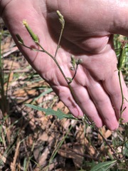 Arrhenechthites mixtus