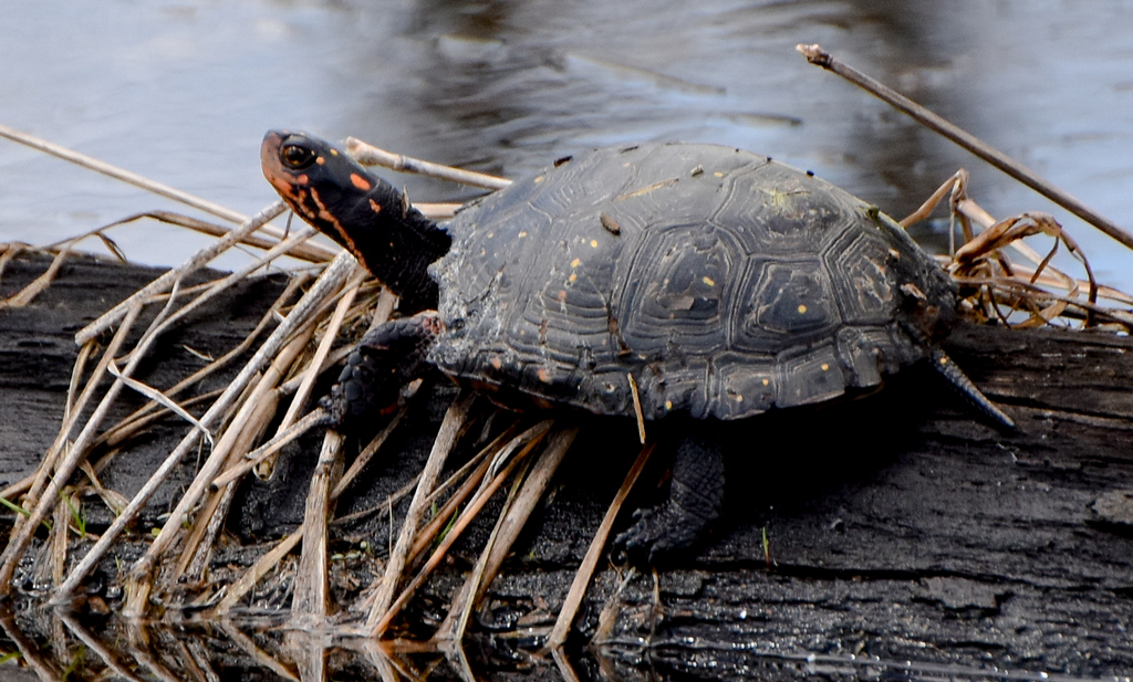 Spotted Turtle in April 2021 by Emily L. Stanley · iNaturalist