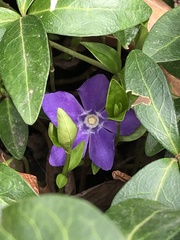 Vinca minor