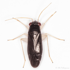 Adelphophylus balcanicus