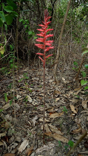Leafless Beaked Lady Orchid