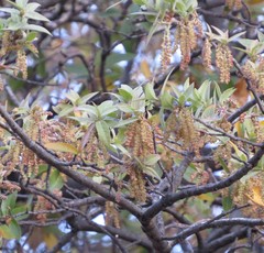 Quercus emoryi