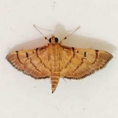Omiodes indicata