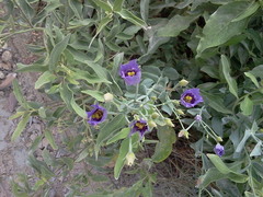 Eustoma exaltatum