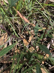 Arrhenechthites mixtus