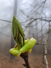 Carya ovata mexicana