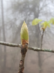 Carya ovata mexicana